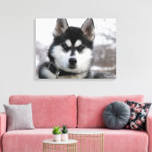 Toile Siberian Husky Puppy (Insitu(Salon))