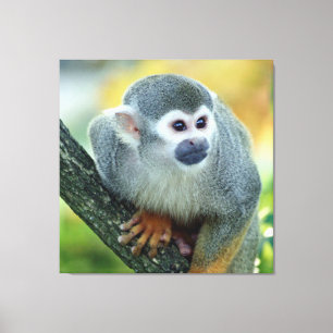 Toile Singe 004