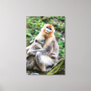 Toile Singe à nez retroussé doré avec bébé