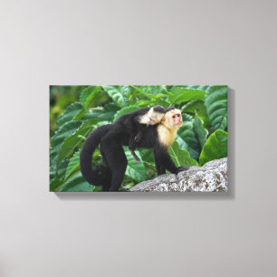 Toile Singe Capucin Adulte Portant Le Bébé Sur Son Dos