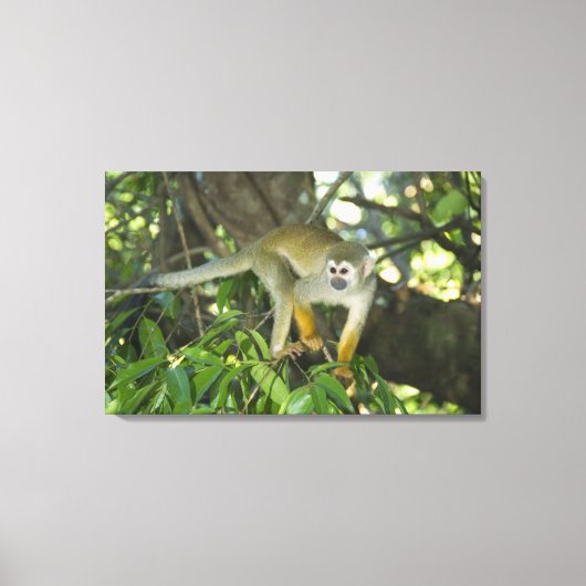 Toile Singe écureuil commun, (Saimiri sciureus), Rio (Recto)