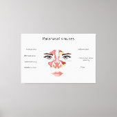 Toile sinus paranasal (Recto)