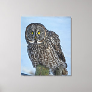 Toile Sitting Great Grey Owl Faune Portrait