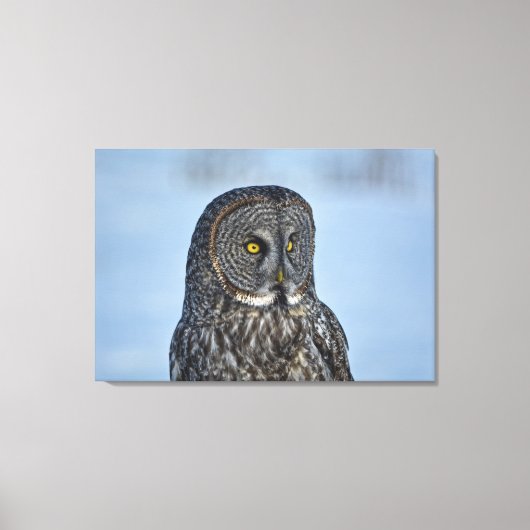 Toile Sitting Great Grey Owl Photo de la faune Portrait  (Recto)