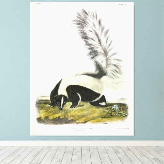 Toile Skunk à capuchon ou Skunk à grande queue d'Audubon (Insitu (Plancher de Bois))
