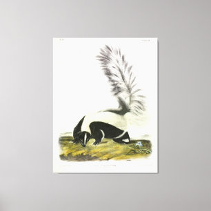 Toile Skunk à grande queue, Hooded Skunk, par Audubon