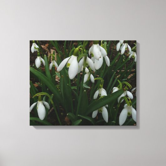 Toile Snowdrops I (Recto)