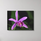 Toile Sobralia Bouchei (Recto)