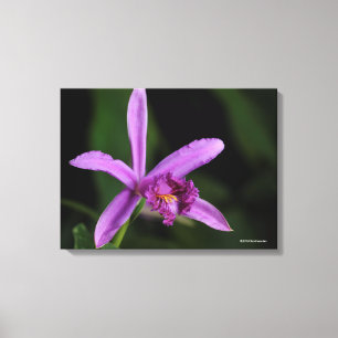 Toile Sobralia Bouchei