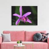 Toile Sobralia Bouchei (Insitu(Salon))