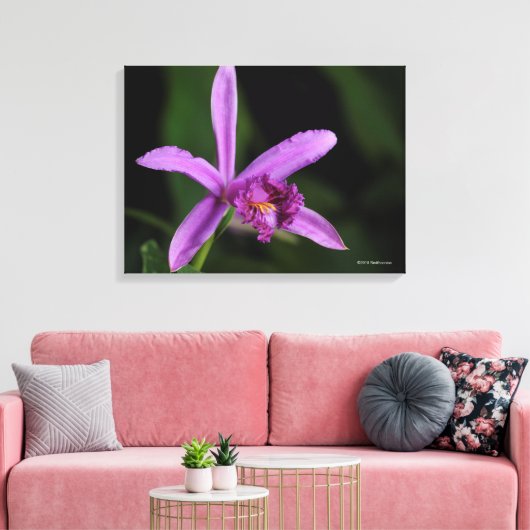 Toile Sobralia Bouchei (Insitu(Salon))