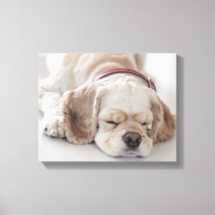 Toile Sommeil de chien de cocker