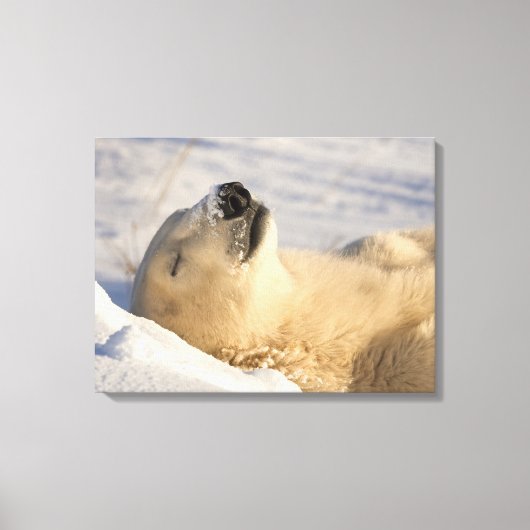 Toile Sommeil de l'ours polaire (Recto)