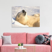 Toile Sommeil de l'ours polaire (Insitu(Salon))