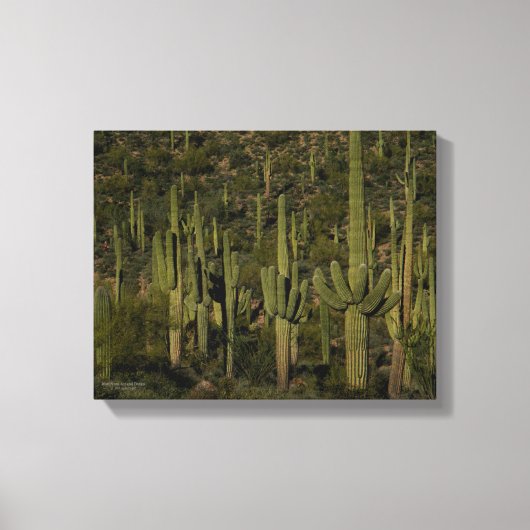 Toile Sonoran Desert Arizona (Recto)