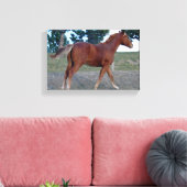 Toile Sorrel Yearling (Insitu(Salon))