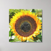 TOILE SOUFFLE (Recto)