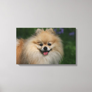 Toile Sourire de Pomeranian