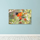 Toile South Padre Island, Texas, USA, Baltimore Oriole (Insitu (Plancher de Bois))