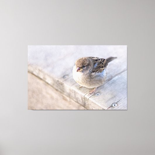 Toile Sparrow (Recto)