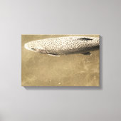 Toile Speckles (Recto)