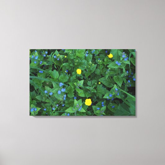 Toile Speedwell et Buttercups (Recto)