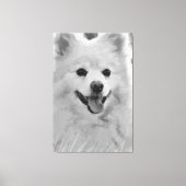 Toile Spitz japonais (Recto)