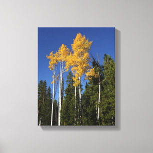 Toile Splendor d'automne dans les arbres d'Aspen