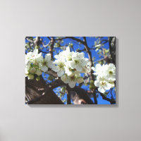Spring Flowering Pear Tree