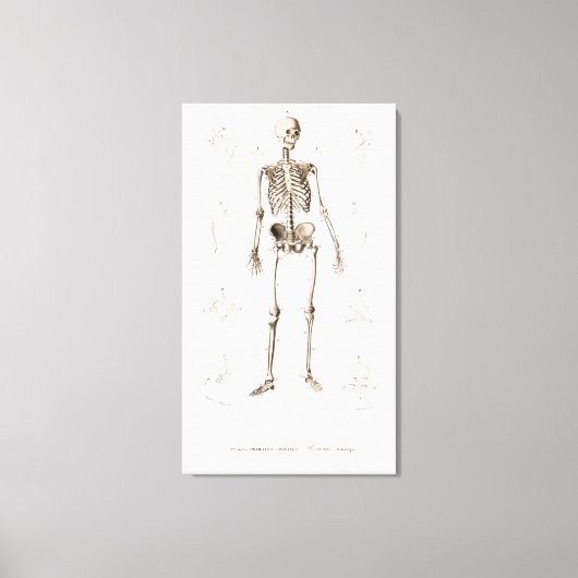 Toile Squelette humain (Recto)