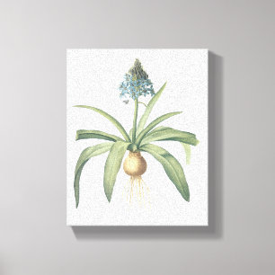 Toile squill péruvien (Scilla péruviana) par Redouté