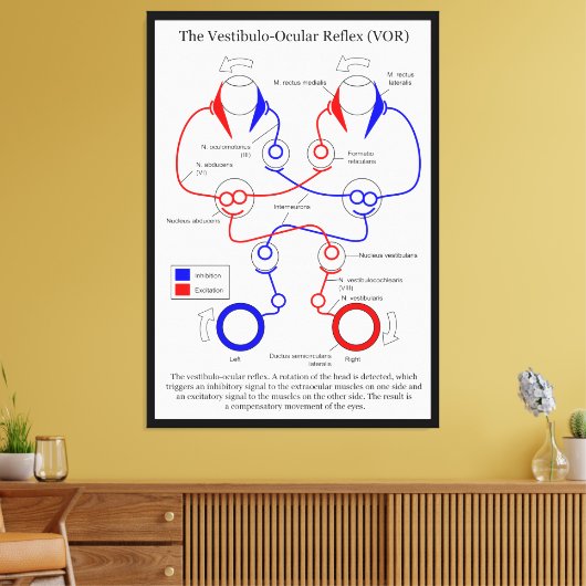 Toile Stabilisation du mouvement oculaire Vestibulo Ocul (Insitu(Salon))