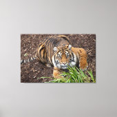 Toile Stalking Bengale Tiger Closeup Pose Canvas Art (Recto)