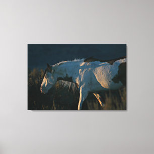 Toile Stallion Casquette de Shaman "Into the Light"