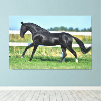 Stallion de thé Akhal noir galopant paddock clôtur