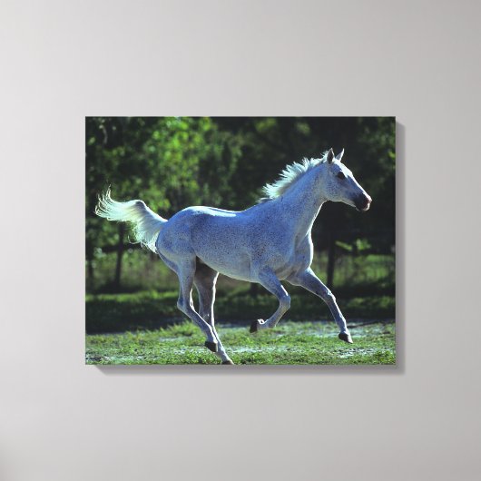 Toile Stallion Thoroughbred Running (Recto)
