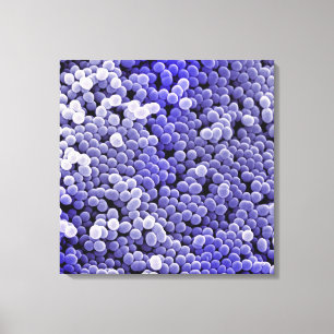 Toile Staphylococcus
