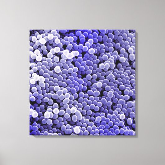 Toile Staphylococcus (Recto)