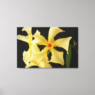 Toile Star Jasmine Flower 36x24 (90x60cm) waccna