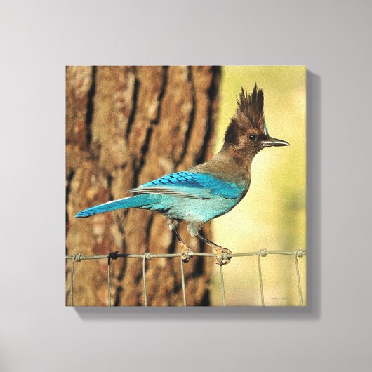 Toile Stellar Jay (Recto)