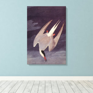Toile Sterne arctique par John James Audubon, Oiseaux Vi