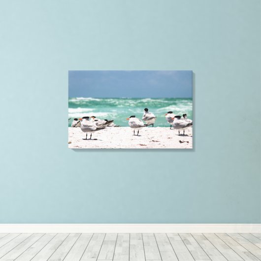 Toile Sternes de Floride sur une plage de sable blanc de (Insitu (Plancher de Bois))