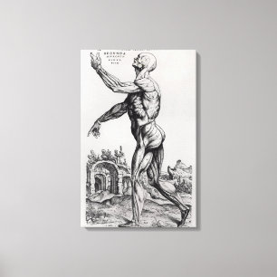 Toile Structure de musculature d'un homme (b/w négatif