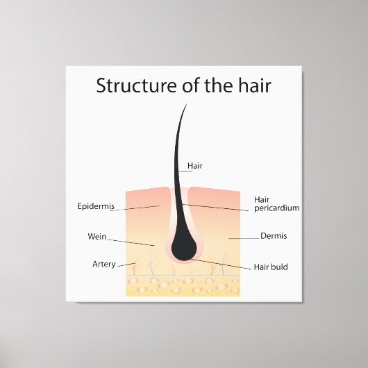 Toile Structure des cheveux (Recto)