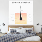 Toile Structure des cheveux (Insitu(Chambre))
