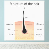 Toile Structure des cheveux (Insitu (Plancher de Bois))
