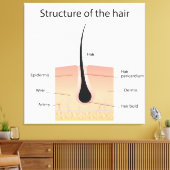 Toile Structure des cheveux (Insitu(Salon))