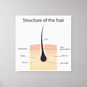 Toile Structure des cheveux