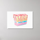 Toile Structure Et Couches Anatomiques Du Mur D'Estomac (Recto)