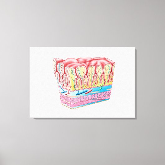 Toile Structure Et Couches Anatomiques Du Mur D'Estomac (Recto)